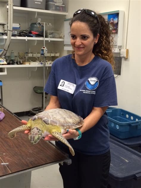 Wild Sea Turtles Receive Care At Houston Zoo Vet Clinic The Houston Zoo