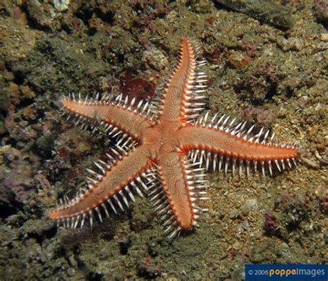 Astropecten Polyacanthus Also Known Sand Shifting Starfish Order