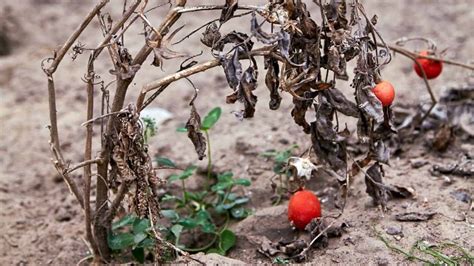 How To Revive A Dying Tomato Plant Read This