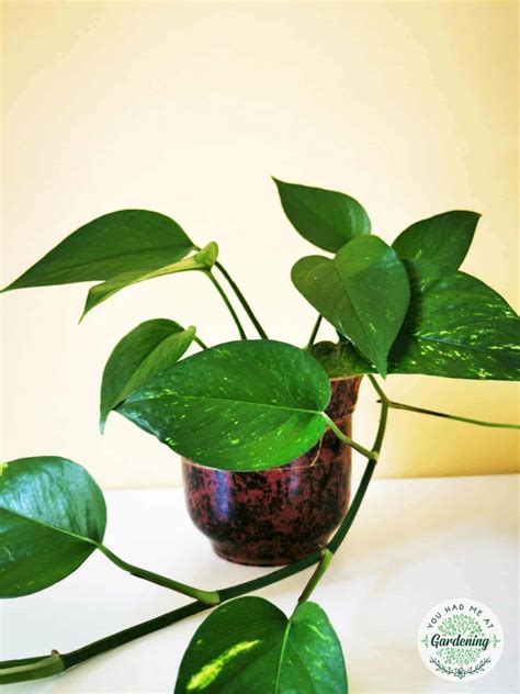 Pictures Of Common Houseplants / 15 Best Common House Plants With ...