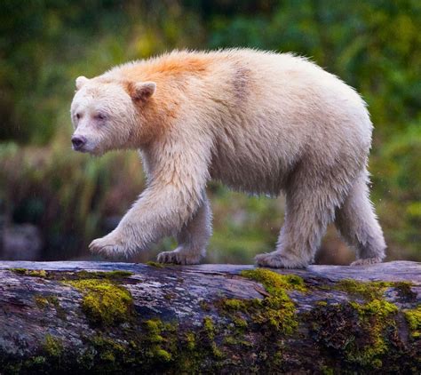The Beauty Of Wildlife — Kermode Spirit Bear By Paul Burwell Kermode