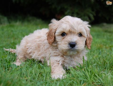 Cavapoo Dog Breed Information Buying Advice Photos And Facts Pets4homes