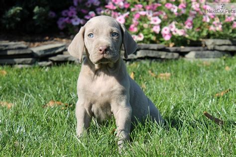 Weimaraner Puppy For Sale Near Lancaster Pennsylvania 4c34822f B7d1