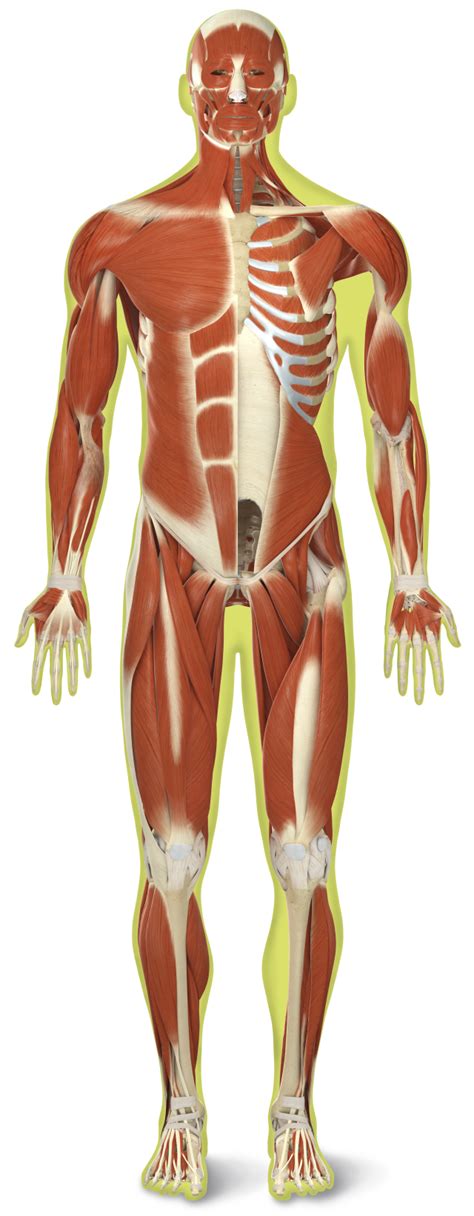 There are around 650 skeletal muscles within the typical human body. Muscle Facts | Human Back Muscles | DK Find Out