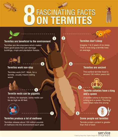 Fascinating Facts On Termites Servicemarket Blog