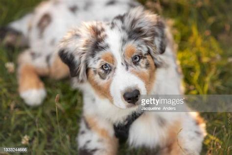 Australian Shepherd Puppies The Ultimate Guide For New Dog Owners The