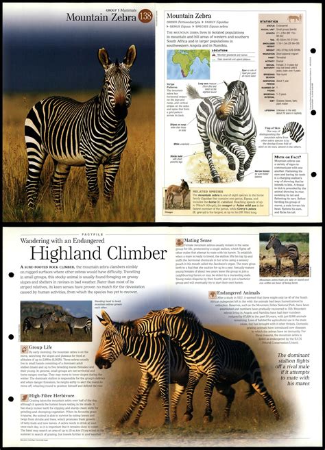 Mountain Zebra 138 Mammals Discovering Wildlife Fact File Fold Out Card