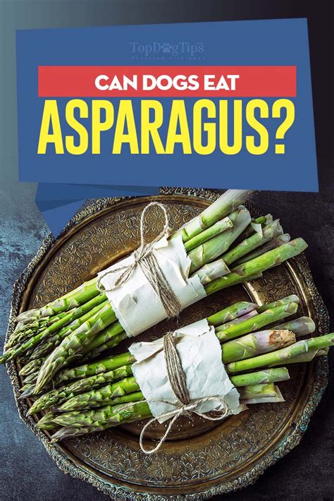 Yes, dogs can eat asparagus! Asparagus for Dogs: Can Dogs Eat Asparagus? [Benefits and ...