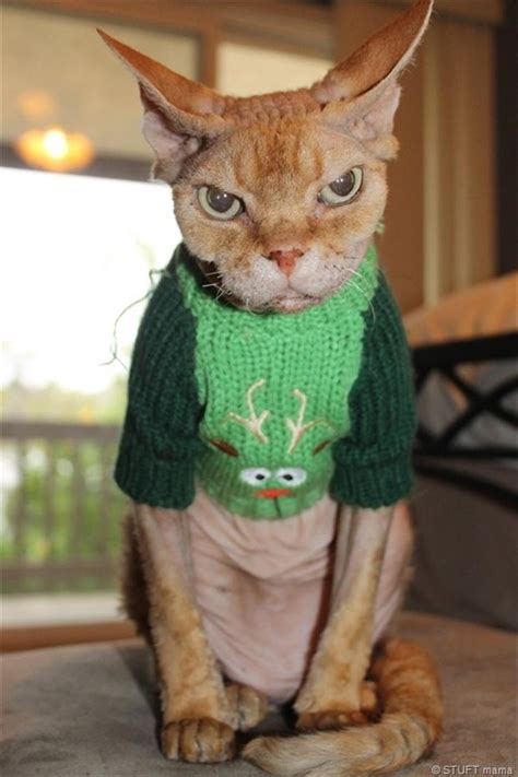 Angry Cat Wearing A Sweater Dump A Day