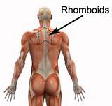 Pictures of Muscle Rhomboid Exercise