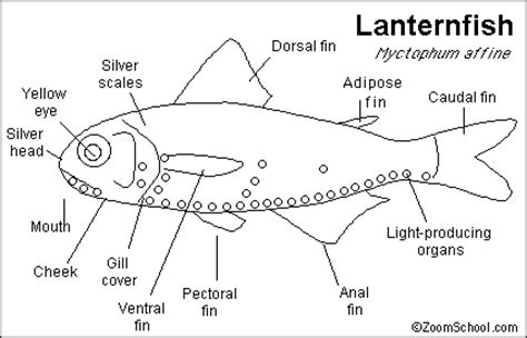 Since there isn't any light that reaches the bottom, marine life there has evolved to become bioluminescent. Lanternfish Printout- Enchanted Learning Software