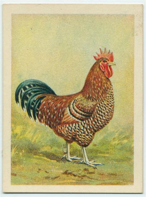Speckled Sussex Cock Nypl Digital Collections