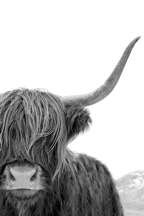 Black And White Print Highland Cow Art Print Scottish Cow