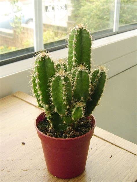 Smaller cactus in smaller pots need water too but too much, what they need is more frequency since your plant can easily absorb it. MIX EVERGREEN RARE UNUSUAL SHAPE MINI ORNAMENTAL INDOOR ...