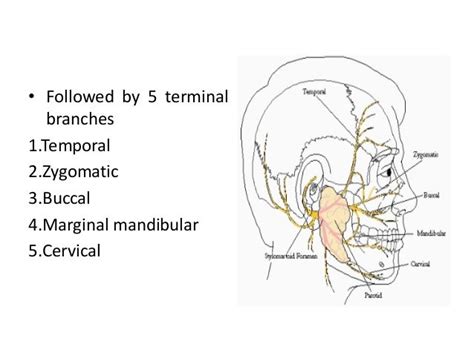 Anatomy And Physiology Of Salivary Gland