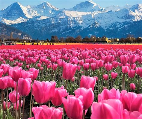 How To Visit Skagit Valley Tulip Festival Skagit Valley Tulip