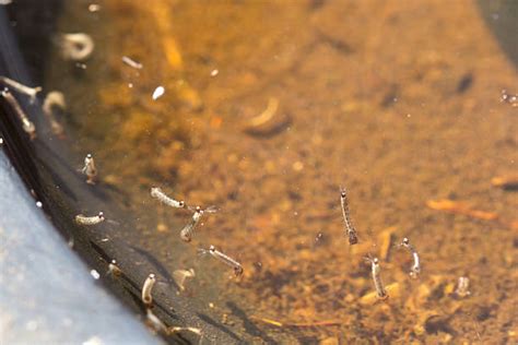 Royalty Free Mosquito Larvae Pictures Images And Stock Photos Istock