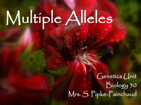 Ppt Multiple Alleles Powerpoint Presentation Free Download Id3490781