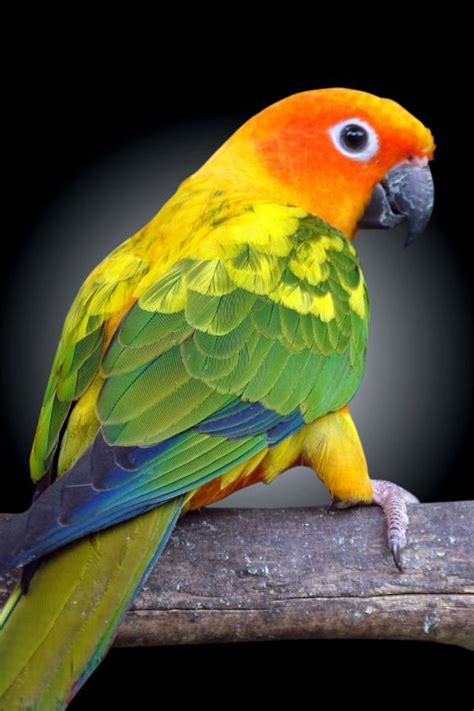 What I Learned From A Sun Parrot At The Pet Store