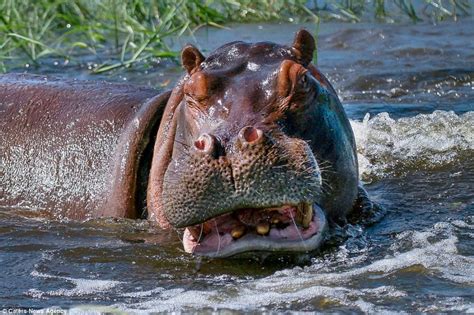 Terrifying Moment Couple Are Charged By Angry Hippo Hippo Nature