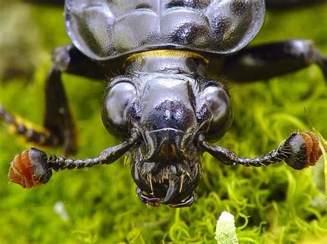 Real Monstrosities Sexton Beetle