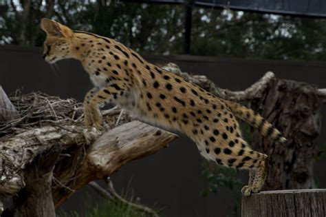 Nunki Jumping Nunki Is A Serval A Small African Wild Cat With Long