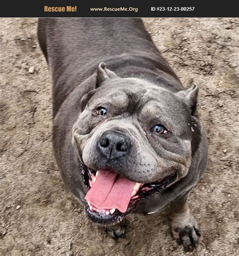 Adopt 23122300257 ~ American Bulldog Rescue ~ Liberty Center Oh