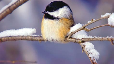 Winter Bird Wallpapers Top Free Winter Bird Backgrounds Wallpaperaccess
