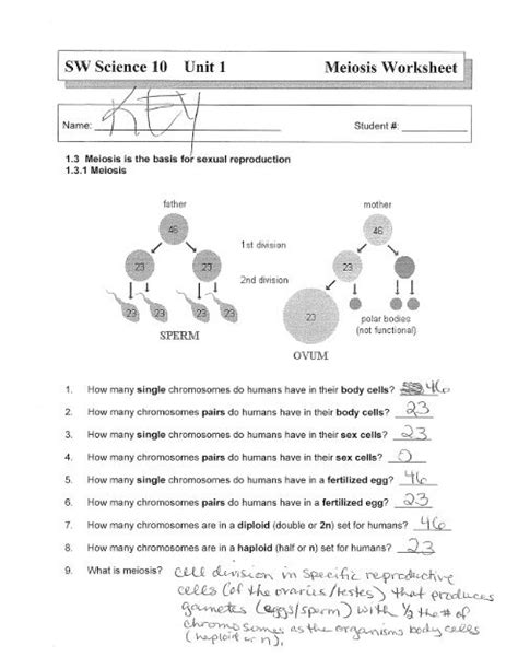 Previous to speaking about meiosis 1 and meiosis 2 worksheet answer key, you need to be aware that education is definitely the step to a more rewarding tomorrow, and also discovering won't just end as soon as the institution bell rings. Sw Science 10 Unit 1 Mitosis Worksheet - worksheet