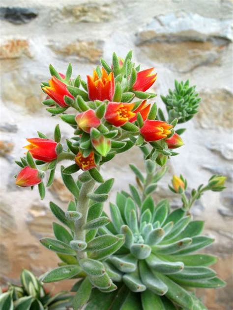 Tall Succulent Plants With Flowers