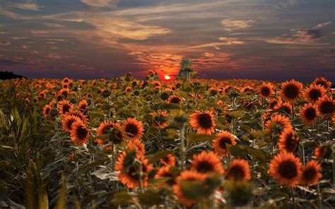 Wallpaper Sunflowers Field Sunset 1920x1200 Hd Picture Image