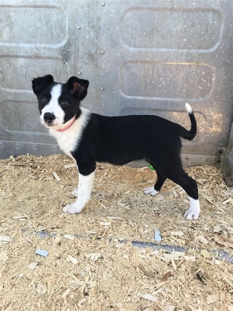 Smooth collies have short hair and have their own heritage and tricolors, and they can be a bit more shy and fearful than rough collies. Smooth coat border collie puppy NISHIOHMIYA-GOLF.COM