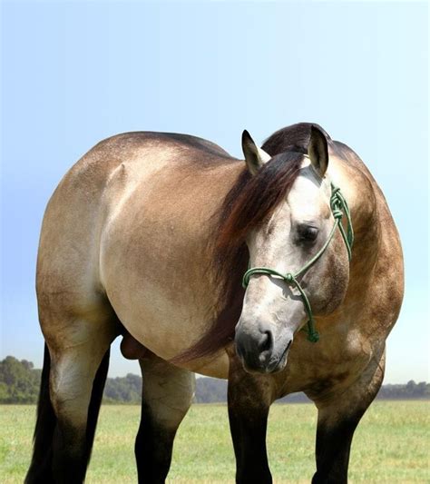 Buckskin Quarter Horse Stallion Dunitgoodinhollywood Buckskin