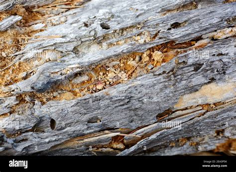 Rotten Wood Close Up Hi Res Stock Photography And Images Alamy