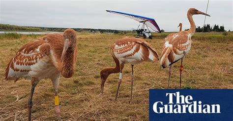 Vladimir Putin Flies With Cranes In Pictures World News The Guardian