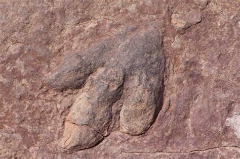 Amazing Fossil Facts Complete Guide To Fossils With Pictures Info