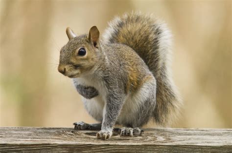 Squirrel Control Surrey Bc Squirrel Removal And Exclusion Experts