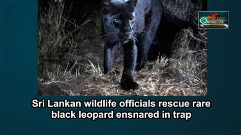 Sri Lankan Wildlife Officials Rescue Rare Black Leopard Ensnared In