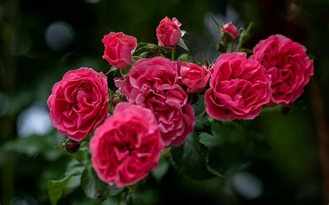 ️ Garden Branches Roses Bush Hd Wallpaper Peakpx