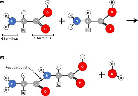 Amino Acids And Peptide Bonds A Amino Acids Consist Of A Carbon Atom