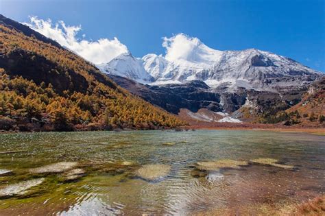 Premium Photo Colorful In Autumn Forest And Snow Mountain At Yading