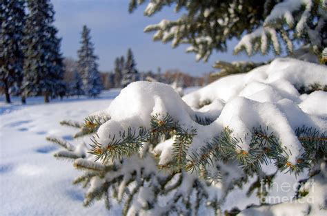 Snowy Spruce Tree 3 Photograph By Terry Elniski Fine Art America