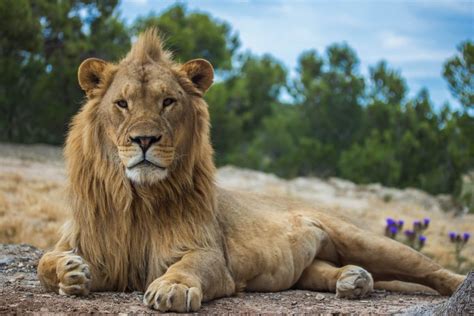 Lions Big Cat Facts Information And Habitat