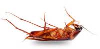 If you haven't had a termite inspection in a while, it. bug-dead-02.png - Action Pest Control