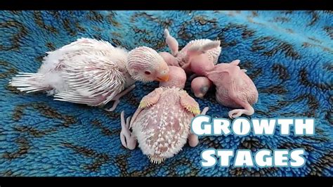 Budgies Parakeet Baby Growth Stages One Month Birds Baby Growth
