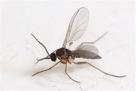 Identifying Fungus Gnats How To Get Rid Of Soil Gnats
