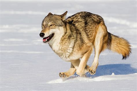 Wolf Running Pictures Images And Stock Photos Istock