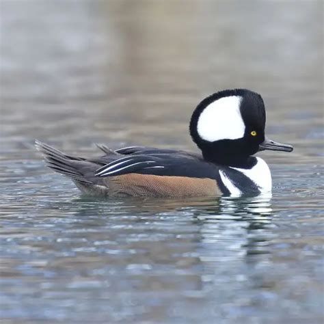 Hooded Merganser Facts Diet Habitat And Pictures On Animaliabio