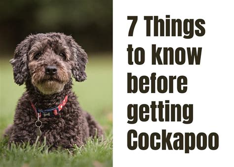 Essential Things To Know About Cockapoos