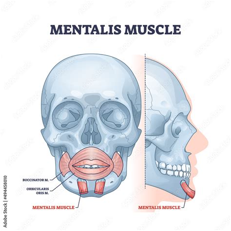 Mentalis Muscle With Chin Buccinator And Orbicularis Parts Outline